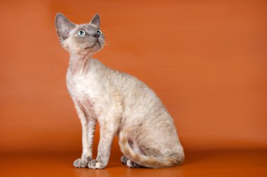 Devon rex turuncu zemin üzerine