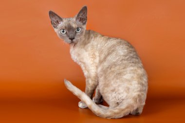 Devon rex turuncu zemin üzerine