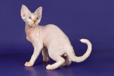 Devon rex mavi zemin üzerine