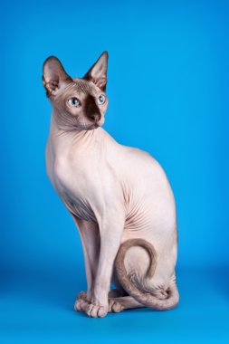 Sphynx on blue background clipart