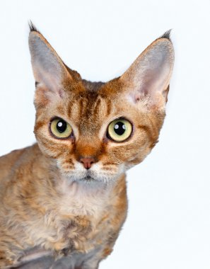 Devon rex head isolated on white clipart