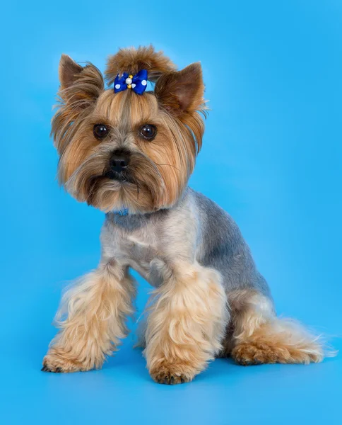 Собака на синьому фоні — стокове фото