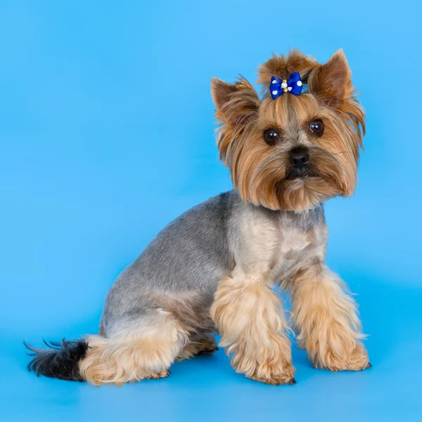 Perro sobre fondo azul — Foto de Stock