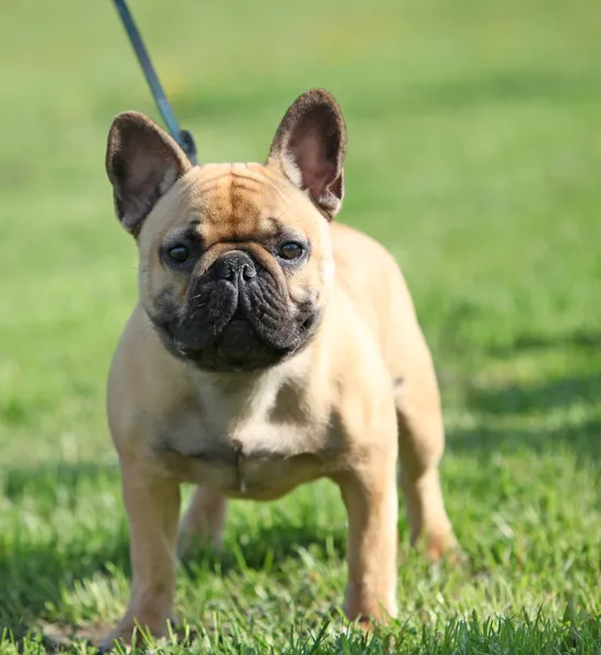 Bulldog francês em pé na grama — Fotografia de Stock