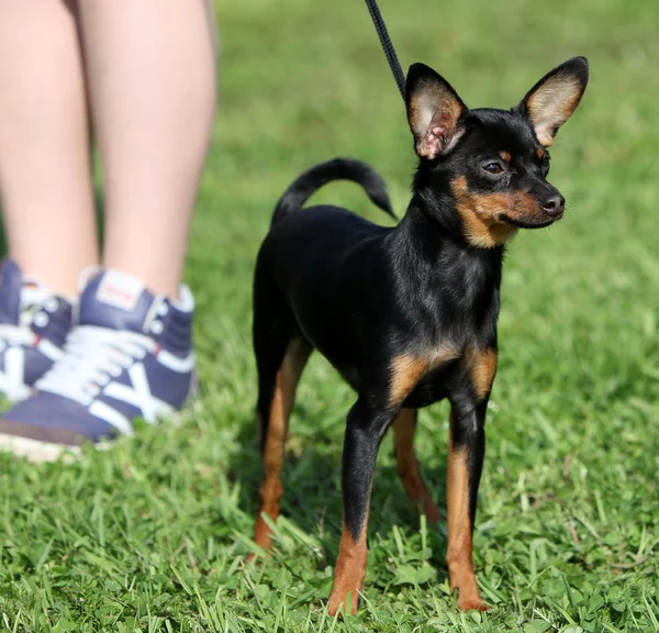 Perro con su dueño de pie sobre la hierba — Foto de Stock