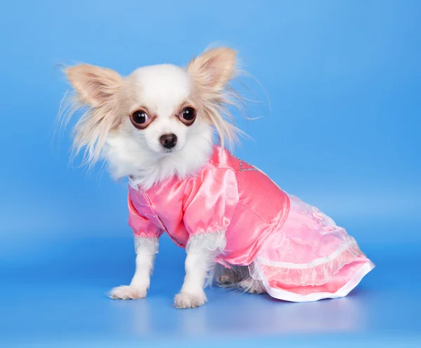 Little dog in a dress — Stock Photo, Image