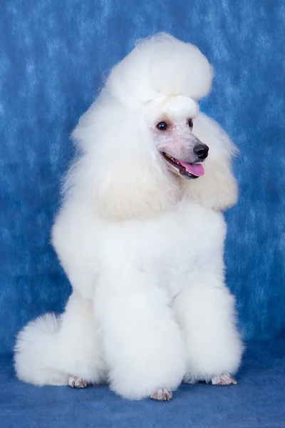 Weißer Hund auf blauem Hintergrund — Stockfoto
