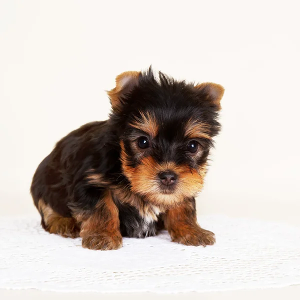 Puppy on the white background — Stock Photo, Image