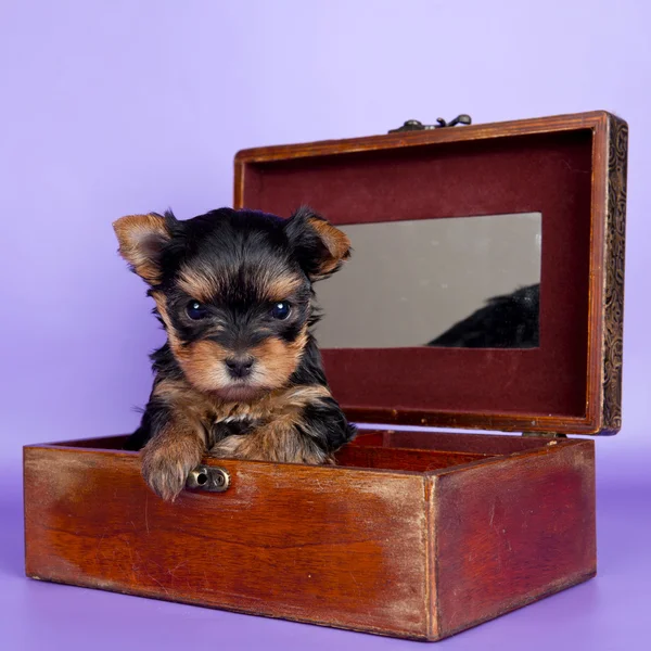 Filhote de cachorro na caixa — Fotografia de Stock