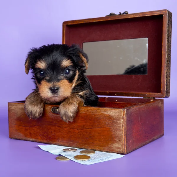 Puppy in the box — Stock Photo, Image
