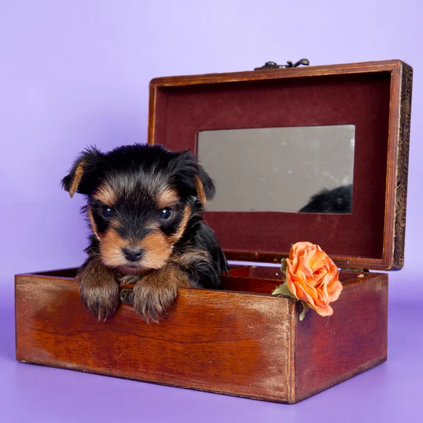 Kutunun içinde köpek yavrusu — Stok fotoğraf