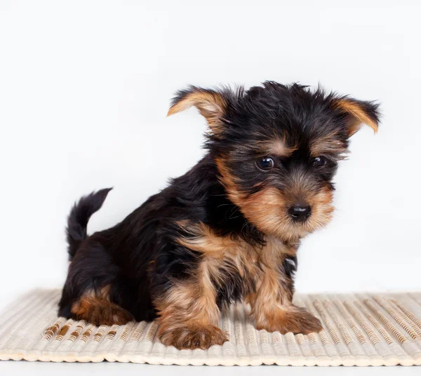 Silky terrier on white background — Stock Photo, Image