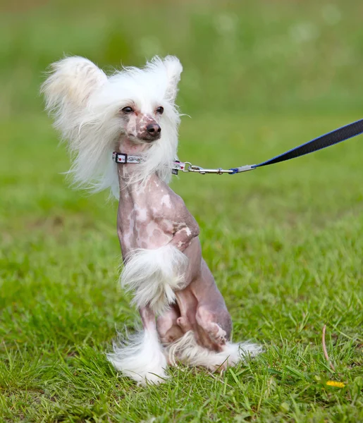 Netter Hund sitzt auf Gras — Stockfoto