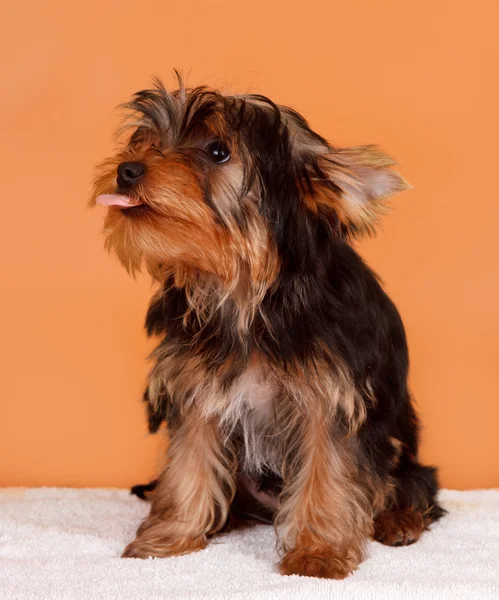 Cachorro sobre fondo naranja —  Fotos de Stock