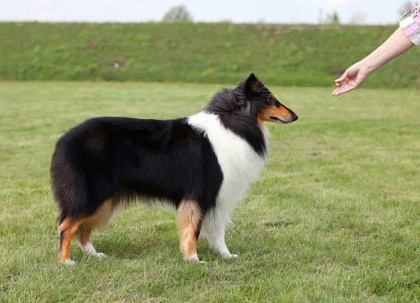 Frauchen trainiert ihren Hund — Stockfoto