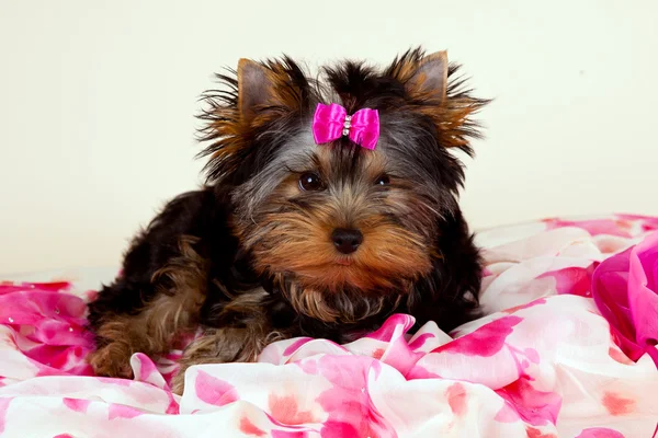 明るい背景上の yorkie の子犬 — ストック写真
