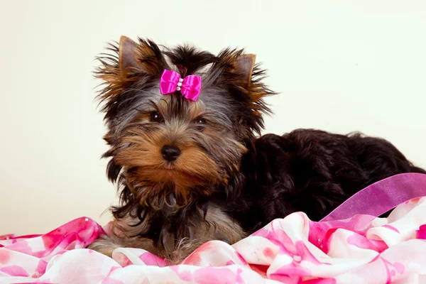 明るい背景上の yorkie の子犬 — ストック写真