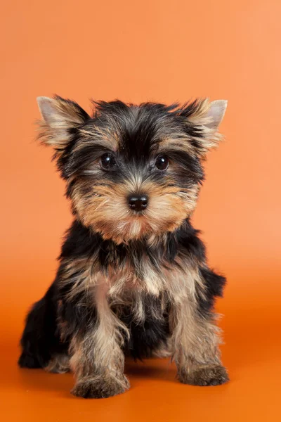 オレンジ色の背景の子犬 — ストック写真