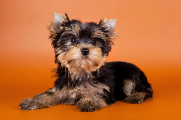 Puppy on orange background — Stock Photo, Image