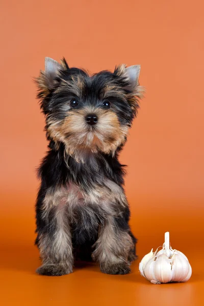 Puppy with garlic on orange background — Stock Photo, Image