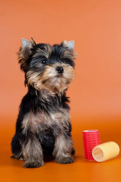 Cachorro sobre fondo naranja — Foto de Stock
