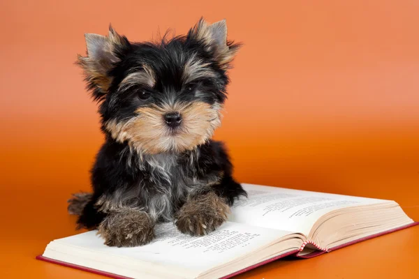 在橙色背景上的那本书上的小狗 — 图库照片