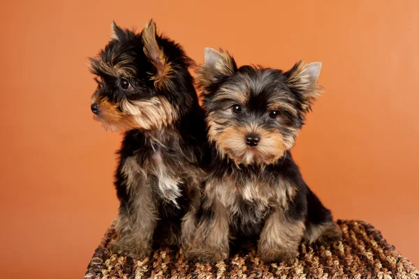 Two small puppies on a box on orange background — Stock Photo, Image