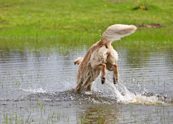 Великий собака стрибає у воду — стокове фото