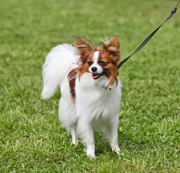 Собака стоїть на траві — стокове фото