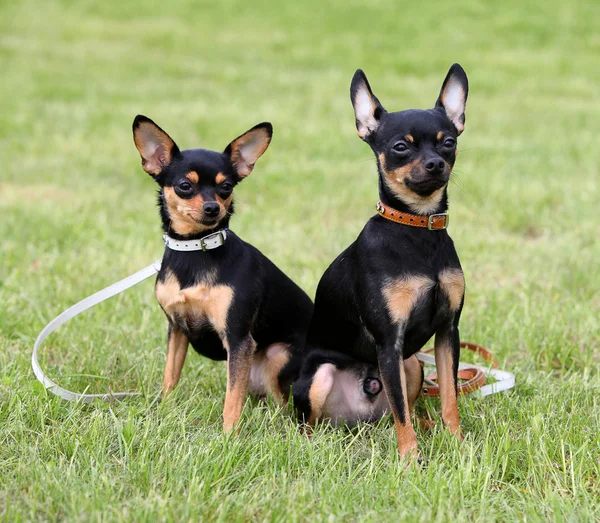 Två hundar sitter på gräset — Stockfoto