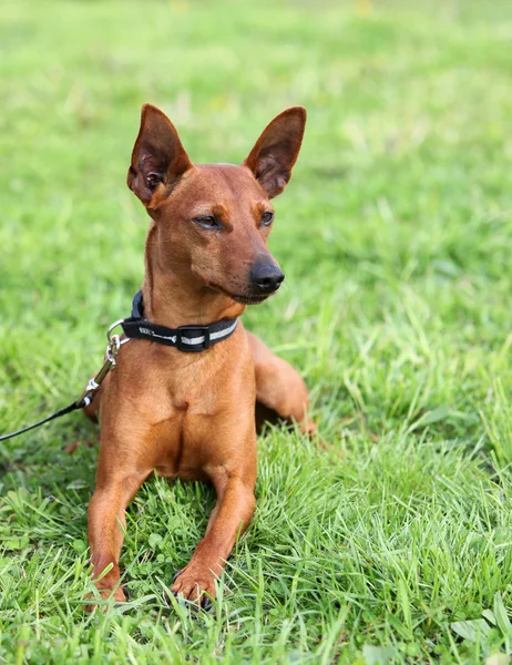 草の上に座ってかわいい犬 — ストック写真