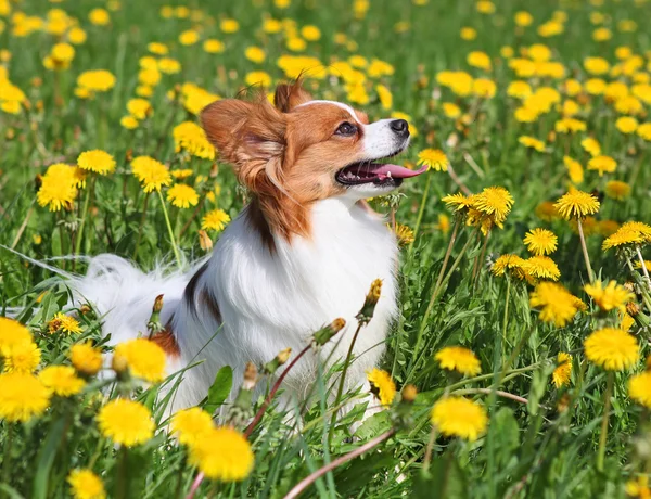 Собака стоїть серед жовтих квітів — стокове фото
