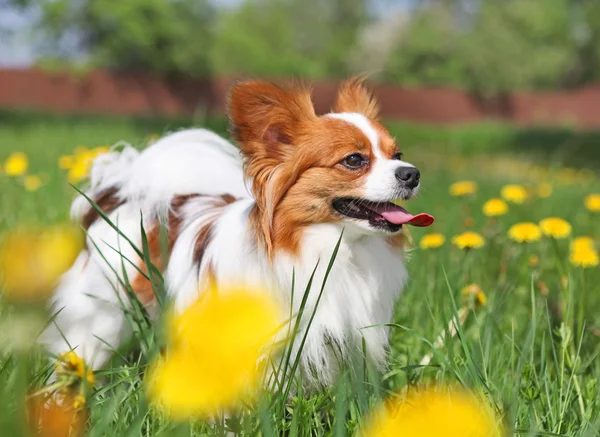 Собака стоїть серед жовтих квітів — стокове фото