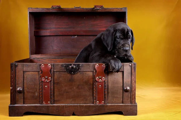 상자에 강아지 — 스톡 사진