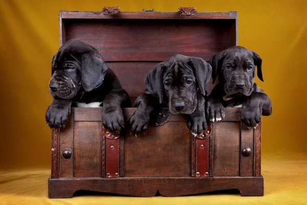 Три щенка в коробке — стоковое фото