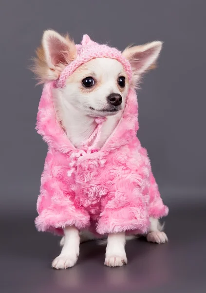 강아지 드레스 — 스톡 사진