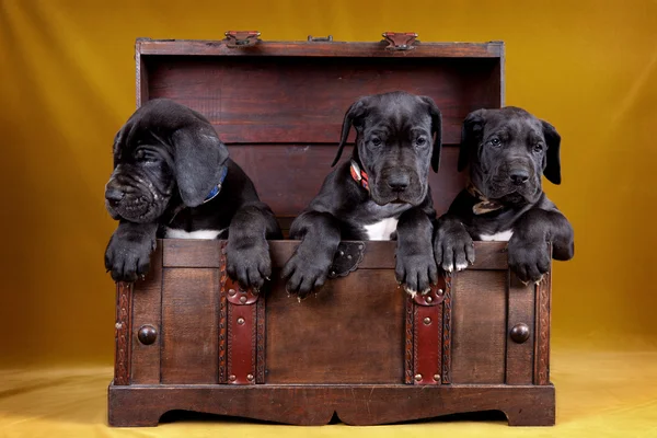 ボックスに 3 つの子犬犬 — ストック写真