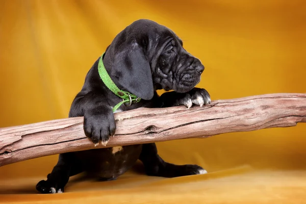 막대기와 강아지 — 스톡 사진