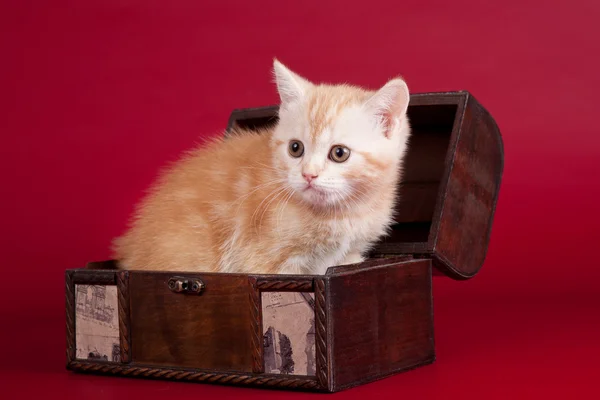 Kleines Kätzchen in einer Schachtel — Stockfoto