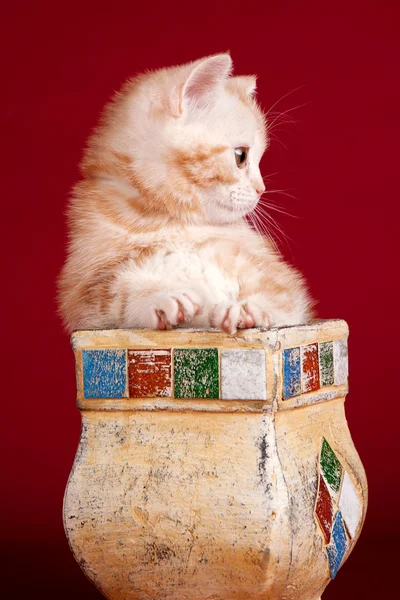Bir kase içinde küçük kedicik — Stok fotoğraf