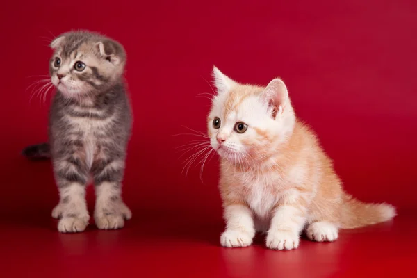 stock image Two little kittens on red background