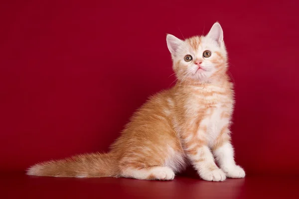 Kırmızı zemin üzerine küçük kedicik — Stok fotoğraf