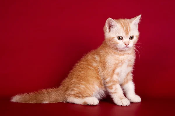 Mały kotek na czerwonym tle — Zdjęcie stockowe