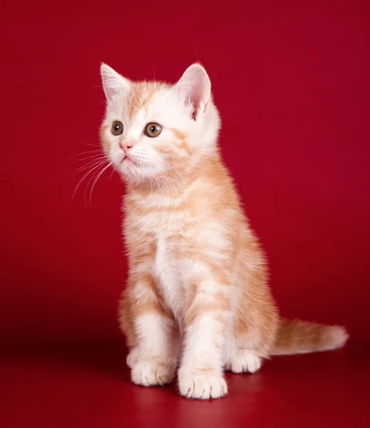 Mały kotek na czerwonym tle — Zdjęcie stockowe