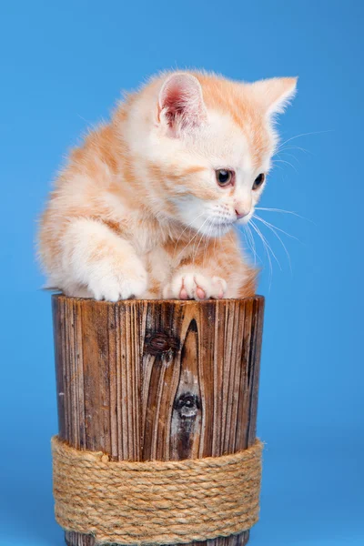 एक कटोरे में छोटी बिल्ली — स्टॉक फ़ोटो, इमेज