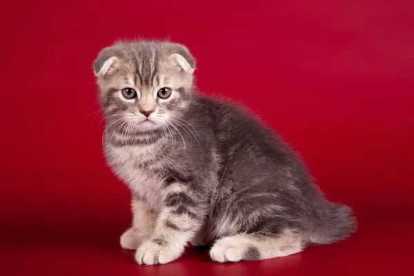 Kırmızı zemin üzerine küçük kedicik — Stok fotoğraf