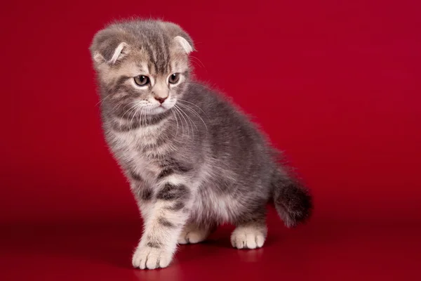 Koťátko na červeném pozadí — Stock fotografie