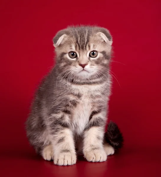 Little kitty on red background — Stock Photo, Image