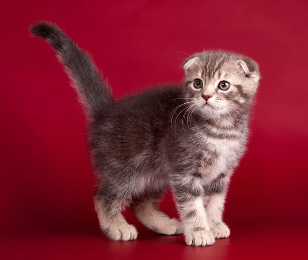 Little kitty on red background — Stock Photo, Image