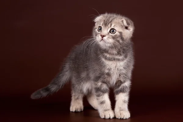Little kitty on brown background — Stock Photo, Image